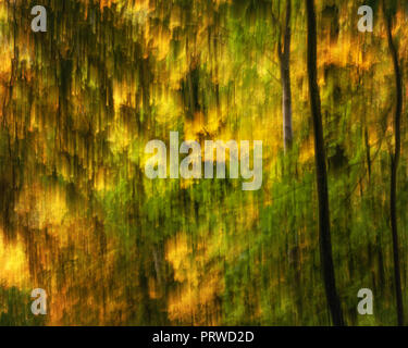 Seasonal abstract image of golden leaves in autumn falling off the trees in the woods Stock Photo