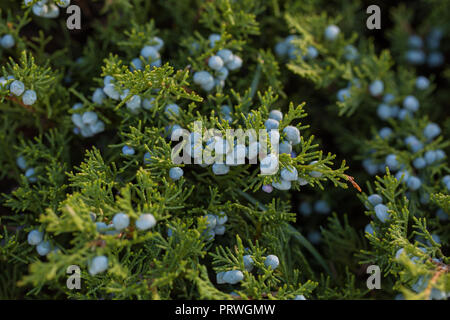 Branches of juniper with mature blue berries close-up macro Stock Photo