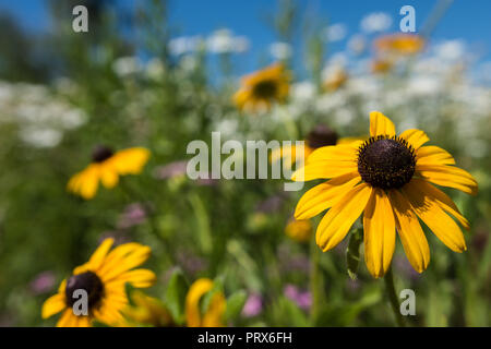 Selective focus photo on a black eye susan flower, among a field of white daisies. Stock Photo