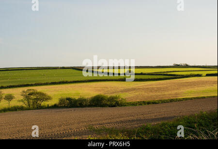 Countryside of fields and hedges near Bideford in Devon, England. Early Summer. Stock Photo