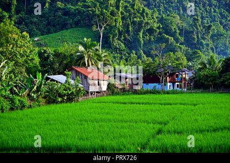 lush Rice paddy in Luang Namtha province, northern Laos Stock Photo