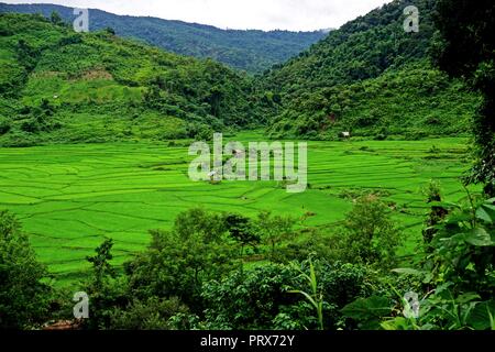 lush Rice paddy in Luang Namtha province, northern Laos Stock Photo