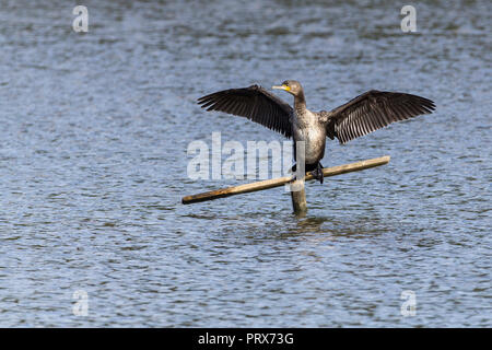 Cormorant (Phalacrocorax carbo) drying its spread out wings after swimming and diving for fish. Has a hooked bill flat forehead and blackish plumage. Stock Photo