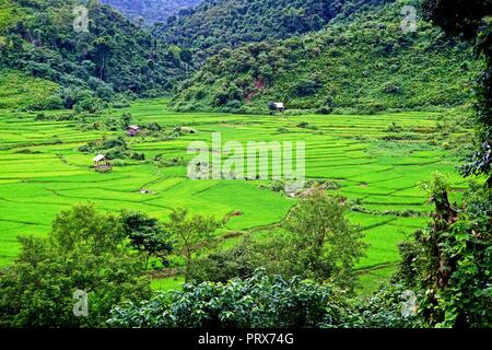 lush Rice paddy in Luang Namtha province, northern Laos Stock Photo