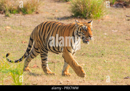 Bengal Tiger - at Kanha National Park (India) Stock Photo