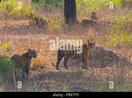 Tigers - at Kanha National Park India) Stock Photo