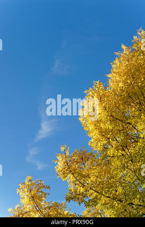 Golden leaves of a deciduous tree in the fall against blue sky and wispy white cirrus cloud, Vancouver, BC, Canada Stock Photo