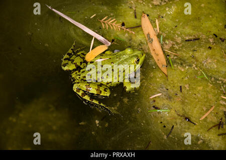 Single frog sitting on a bed of green algae enjoying the midday summer sun. Stock Photo