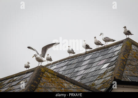 Seagulls sitting on the roof Stock Photo