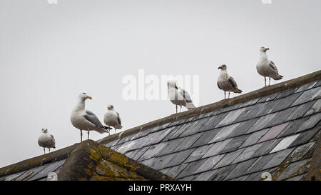 Seagulls sitting on the roof Stock Photo