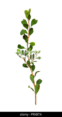 Small twig with green leaves isolated on white background Stock Photo ...