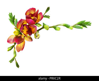 Fresh red freesia flowers and buds in a corner composition isolated on white background Stock Photo