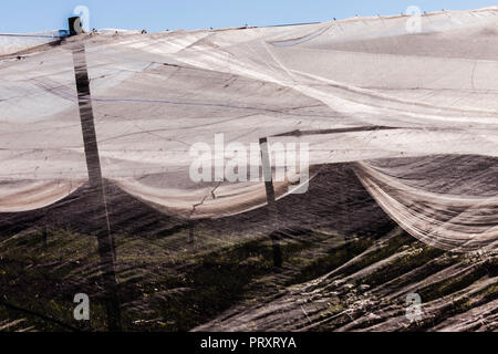 tobacco netting Tobacco Netting Windsor, Connecticut, USA Stock Photo