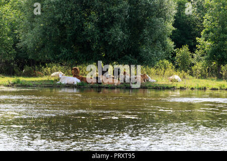 Brown and white cows rest in the shade beside the Rideau Canal, Ontario Stock Photo