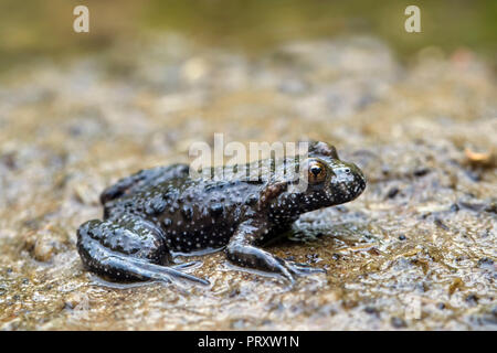 European fire-bellied toad (Bombina bombina) native to mainland Europe Stock Photo