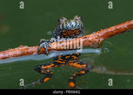 European fire-bellied toad (Bombina bombina) in pond, native to mainland Europe, showing orange spots on underside Stock Photo