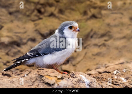 African pygmy falcon (Polihierax semitorquatus) native to eastern and southern Africa Stock Photo