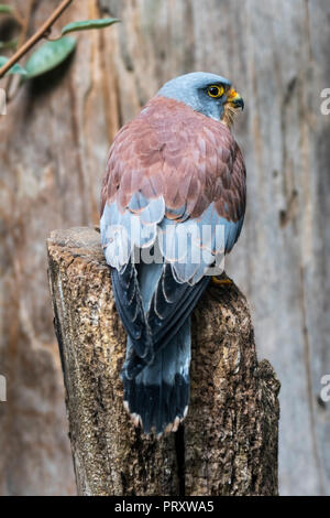 Lesser kestrel (Falco naumanni) male, small falcon native to the Mediterranean and Central Asia Stock Photo