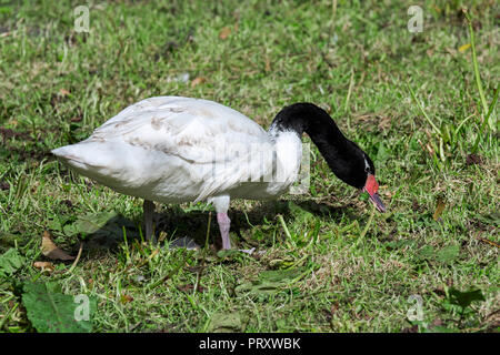 Black-necked swan (Cygnus melancoryphus) native to South America foraging in grassland Stock Photo