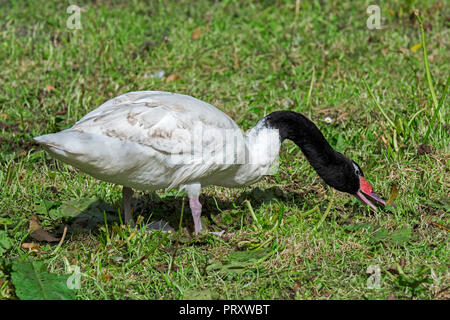 Black-necked swan (Cygnus melancoryphus) native to South America grazing grass in meadow Stock Photo