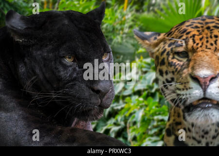 Close up portrait of two jaguars (Panthera onca) one melanistic jaguar / black panther is a black color morph, native to Central and South America Stock Photo