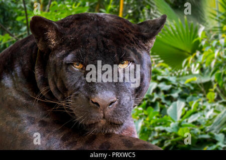 Close up portrait of melanistic jaguar / black panther (Panthera onca), black color morph, native to Central and South America Stock Photo