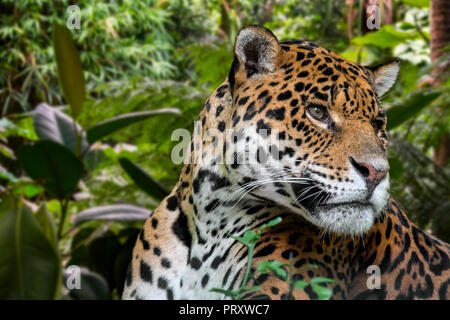 Jaguar / panther (Panthera onca) close up portrait in jungle, native to Central and South America Stock Photo