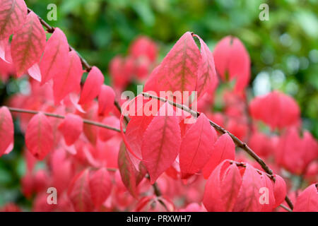 Euonymus Alatus or burning bush in autumn Stock Photo