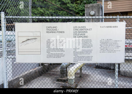 Fenced in area of Capilano River Regional Park fish hatchery rearing ...