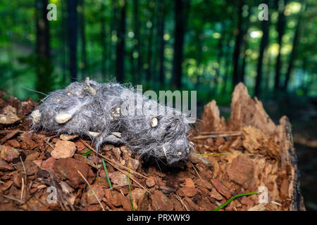 Owl Pellet (mostly likely from Great Horned Owl) - Brevard, North Carolina, USA Stock Photo