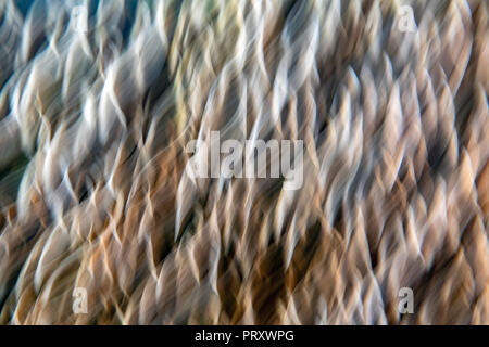 Abstract light patterns created from motion blur of shelf fungi - North Carolina Stock Photo