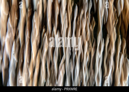 Abstract light patterns created from motion blur of shelf fungi - North Carolina Stock Photo