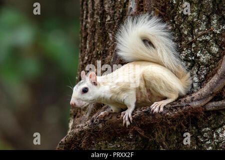 White Squirrel - color variant of Eastern Gray Squirrel (Sciurus carolinensis) - Brevard, North Carolina, USA Stock Photo