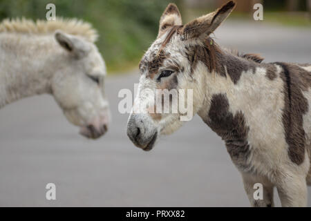 Two New Forest donkeys face to face, one behind the other, Hampshire, UK Stock Photo