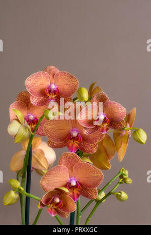 orquidea brown background with space for text Stock Photo