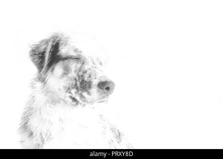 Black and white stylized dog portrait with closed eyes, admiring and chilling, concept emotional pet isolated on white background Stock Photo