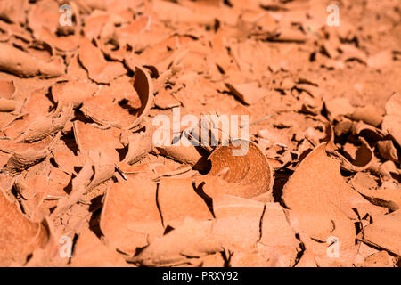 Mud from a flash flood in a desert canyon dries quickly in the hot sun. As the dirt dries, it forms many textures and features on the top layer, crack Stock Photo
