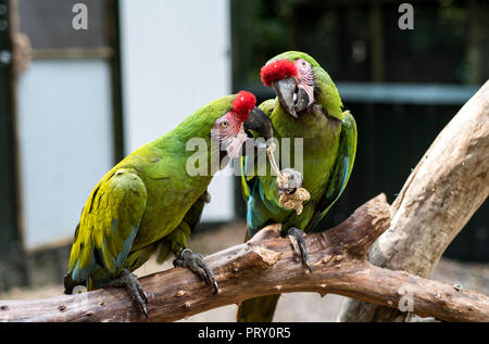 Two military macaws, Ara militaris, sitting on a branch and eating together Stock Photo