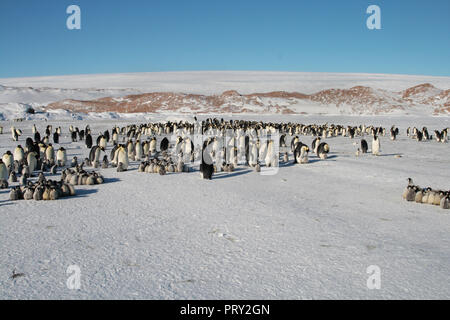 Colony, flock - Emperor Penguins in Antarctica. Overall plan Stock Photo