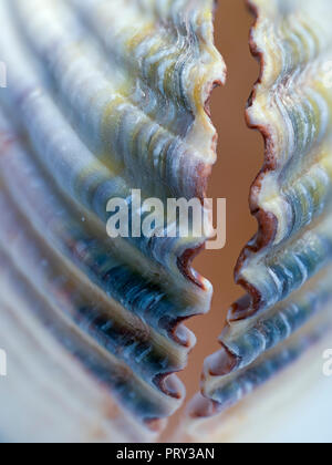 Common Cockle Shell Cerastoderma edule close up Stock Photo