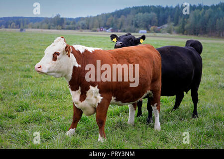 Two cows, Hereford and other of Aberdeen angus breed, acting merry on green grassy field at end of summer. Stock Photo