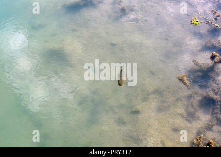 Tiger Fish (Hoplias malabaricus) in the coast of Parana River, Argentina Stock Photo