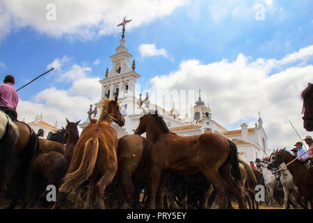 A group of breeding mares in the event 'Saca de las Yeguas' in El Rocio hermitage, small village in Almonte, Huelva, Andalusia, Spain Stock Photo