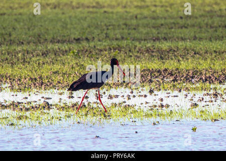 Sweet landscape of Black Stork in wetlands in natural reserve and national park Donana, Andalusia, Spain. Stock Photo