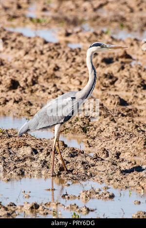 Grey heron in natural reserve and national park Donana, Andalusia, Spain. Stock Photo