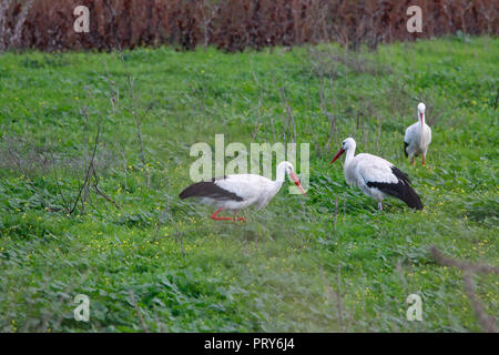 Sweet landscape of white Stork in grass in natural reserve and national park Donana, Andalusia, Spain. This natural reserve is one of places where whi Stock Photo