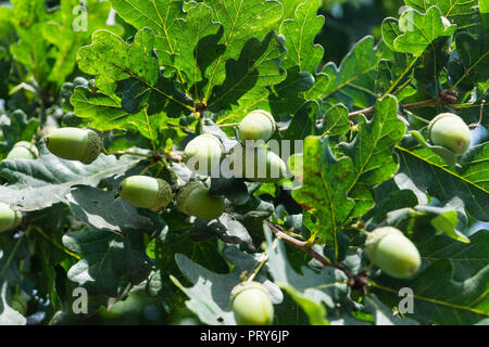 Acorns from an Oak Tree Stock Photo