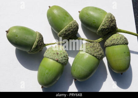 Acorns from an Oak Tree Stock Photo