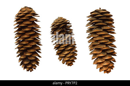 Set of spruce cones isolated on white Stock Photo