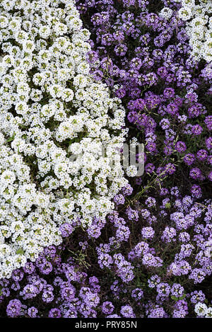 Small flowers of white and purple colors cover the ground Stock Photo